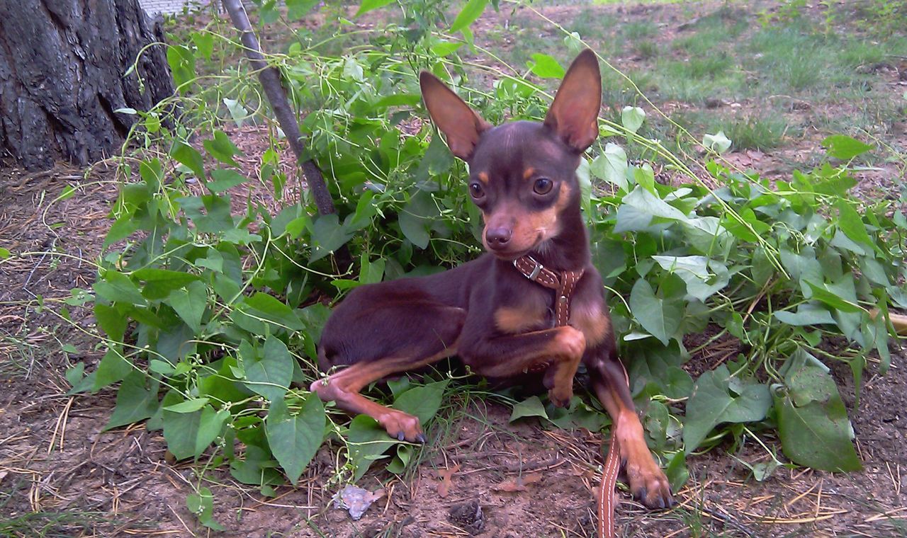 юла спб и лен обл бесплатные