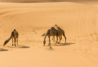 Файл изображения Дубай. Пустыня. Верблюды.