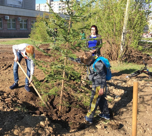 Посадка кустарников