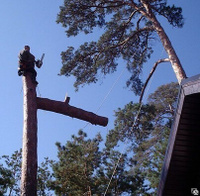 Спиливание дерева на дачном участке с применением альпинизма
